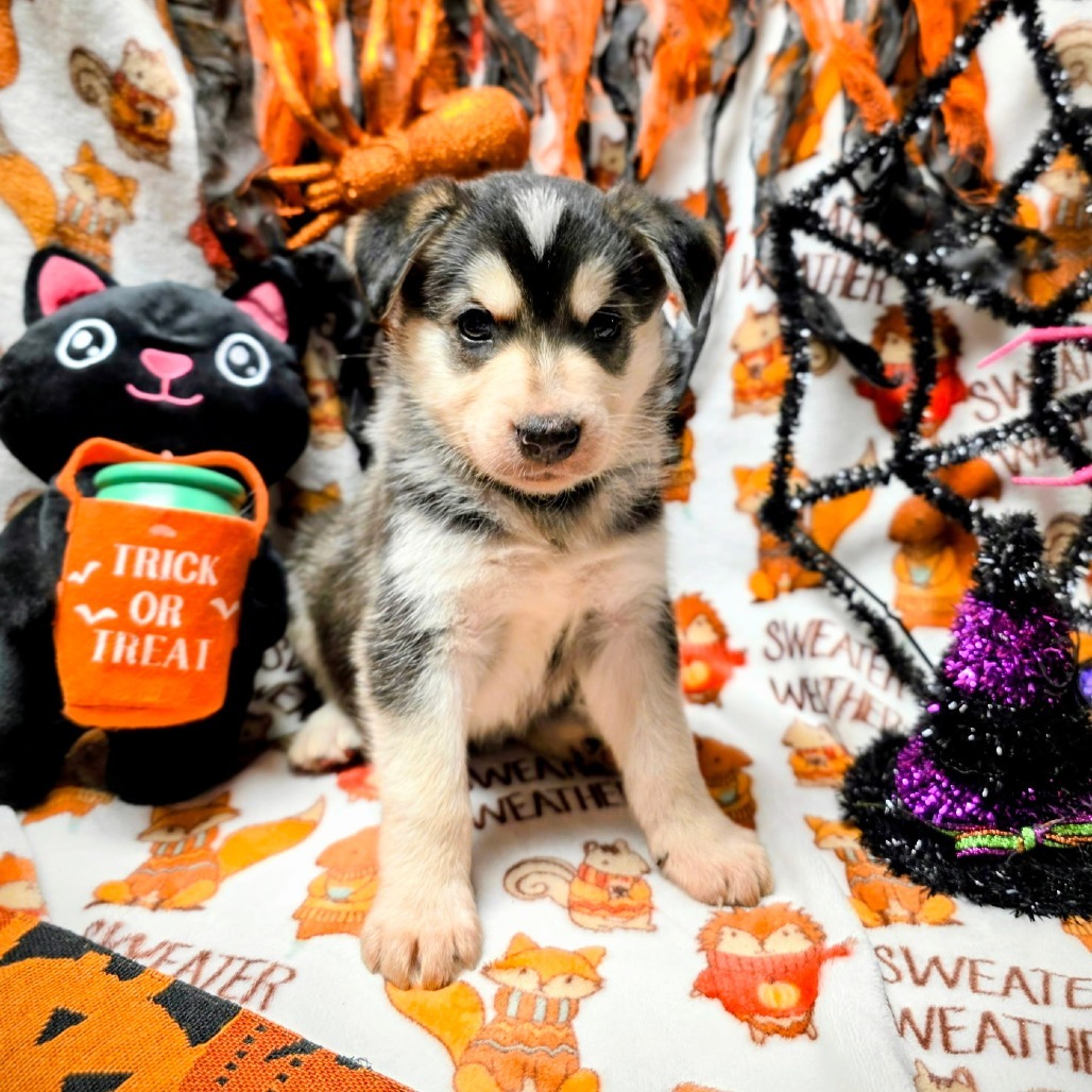 Boo blue collar, an adoptable Mixed Breed in Bismarck, ND, 58507 | Photo Image 1