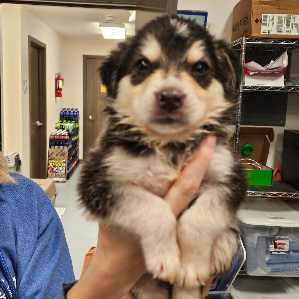Boo blue collar, an adoptable Mixed Breed in Bismarck, ND, 58507 | Photo Image 2