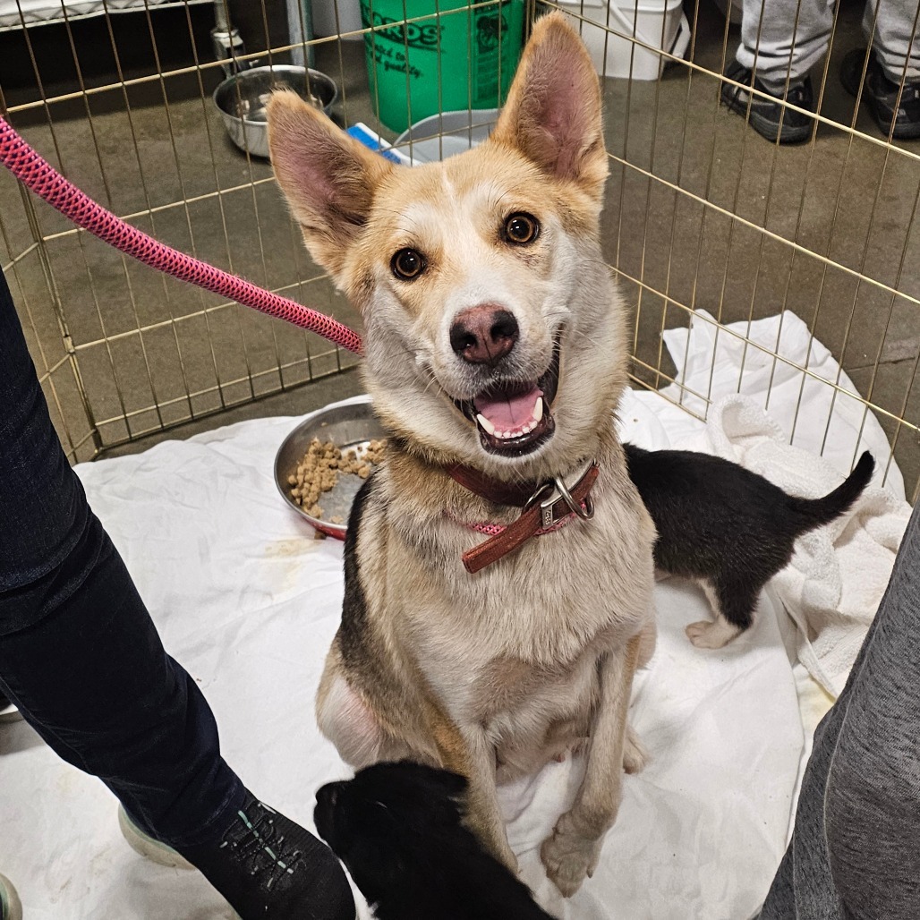 Lady, an adoptable Mixed Breed in Bismarck, ND, 58507 | Photo Image 1