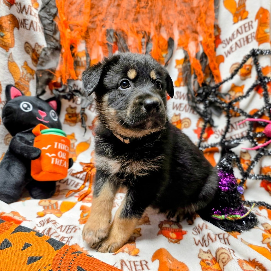 Jekyll gray collar, an adoptable Mixed Breed in Bismarck, ND, 58507 | Photo Image 1