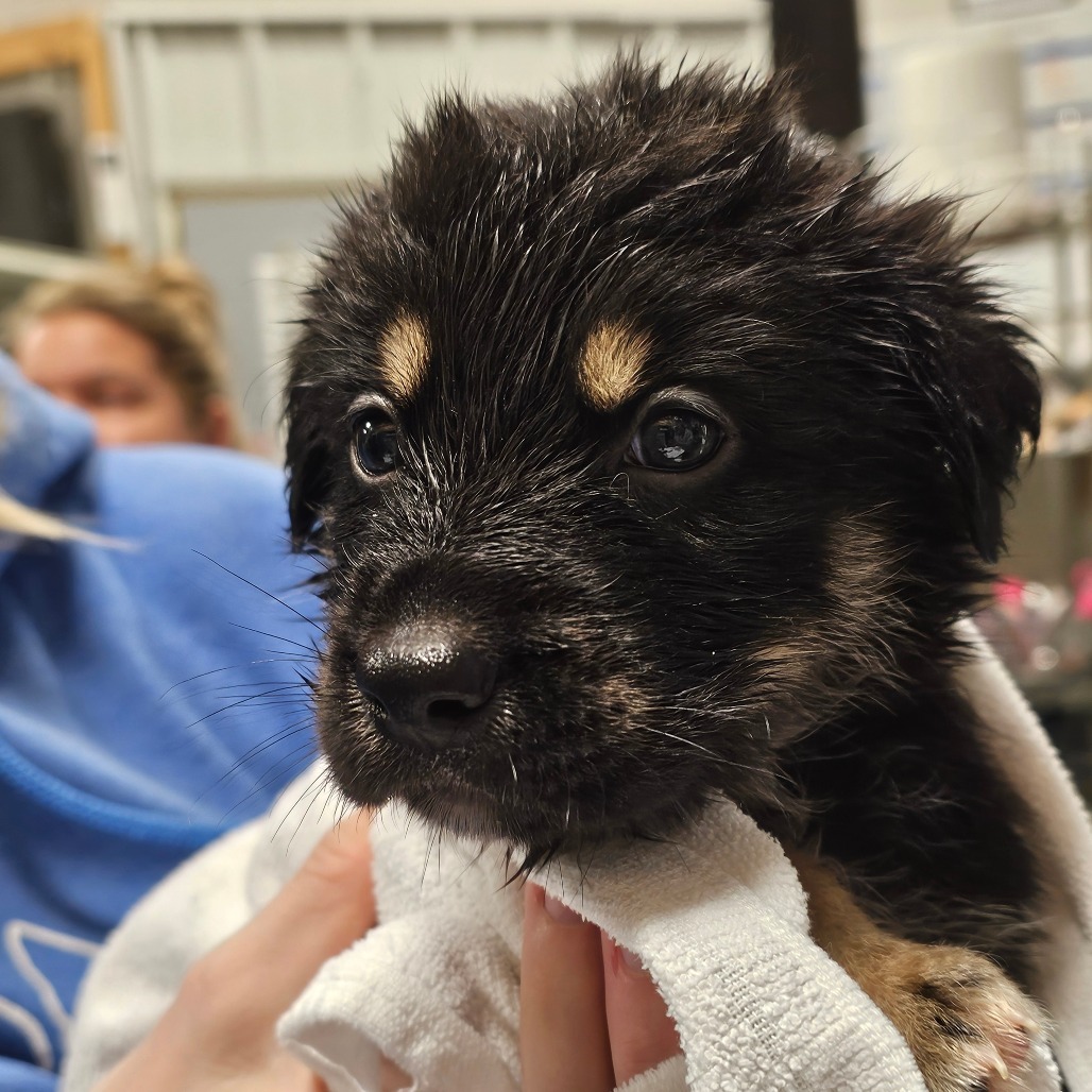 Jekyll gray collar, an adoptable Mixed Breed in Bismarck, ND, 58507 | Photo Image 2