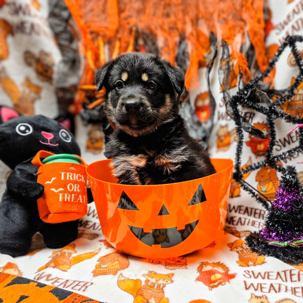 Jekyll gray collar, an adoptable Mixed Breed in Bismarck, ND, 58507 | Photo Image 3