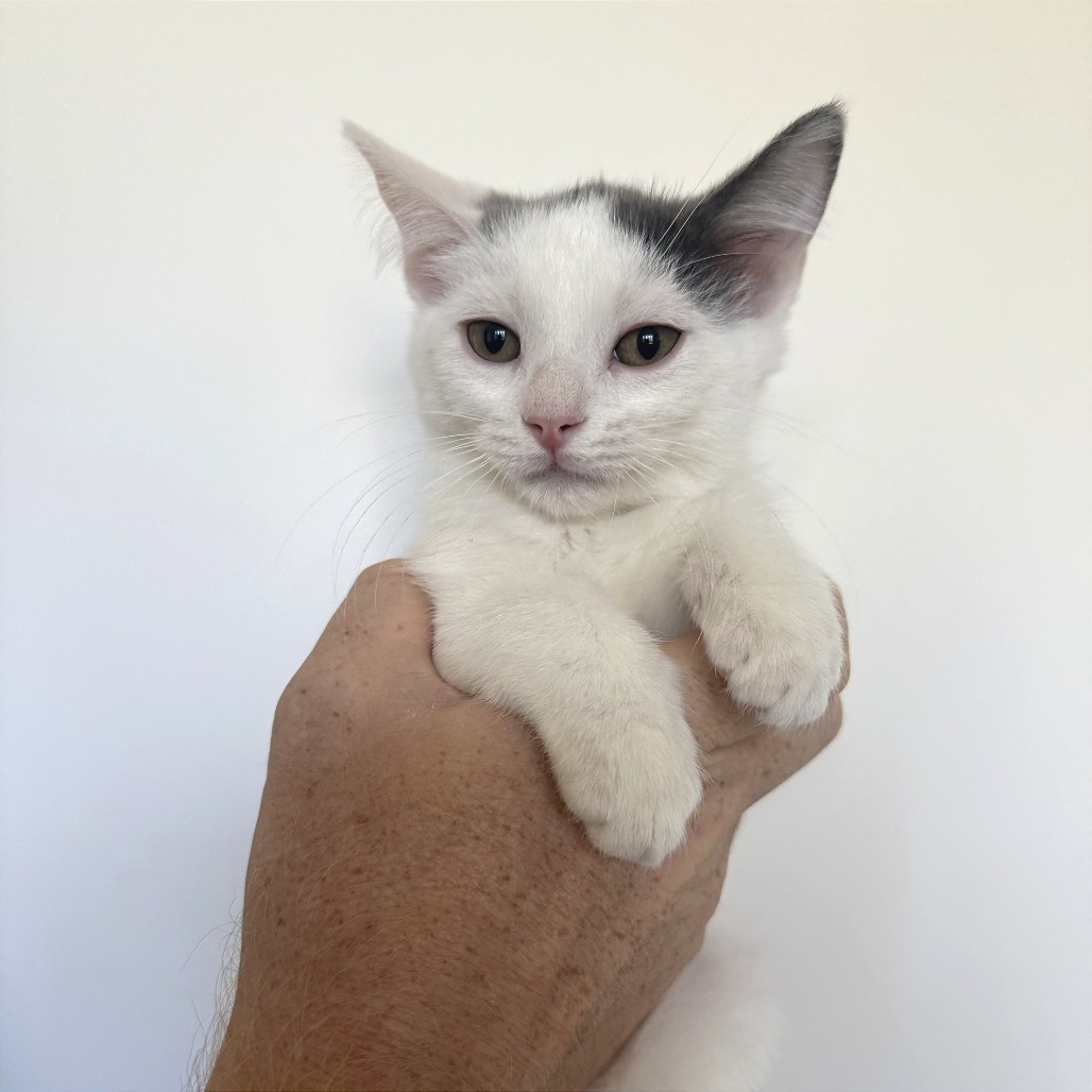 Drake, an adoptable Domestic Short Hair in Hailey, ID, 83333 | Photo Image 1