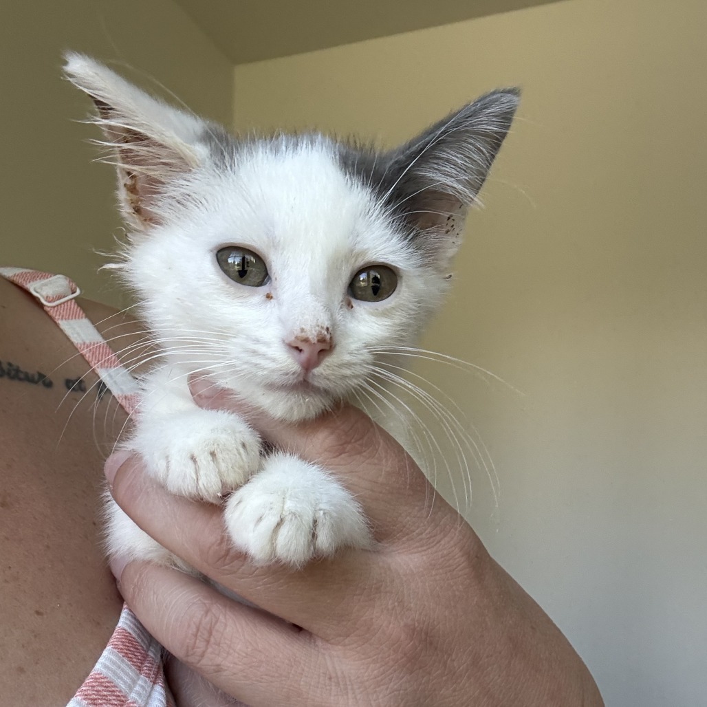 Drake, an adoptable Domestic Short Hair in Hailey, ID, 83333 | Photo Image 2