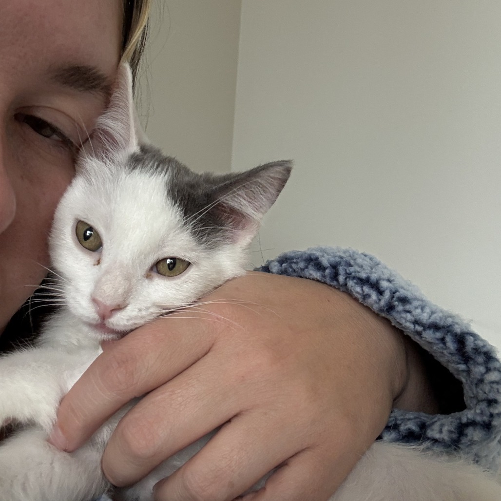 Drake, an adoptable Domestic Short Hair in Hailey, ID, 83333 | Photo Image 3