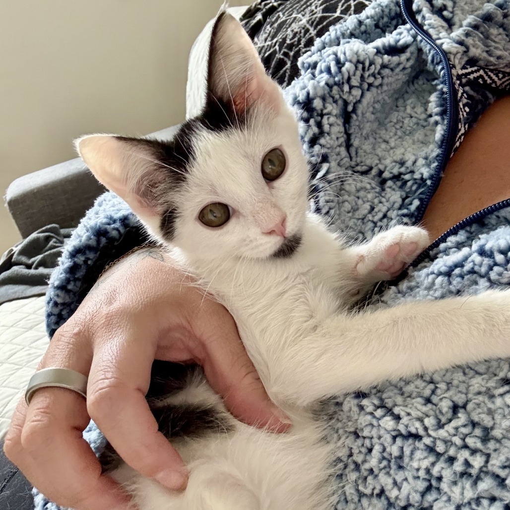 Parks, an adoptable Domestic Short Hair in Hailey, ID, 83333 | Photo Image 1