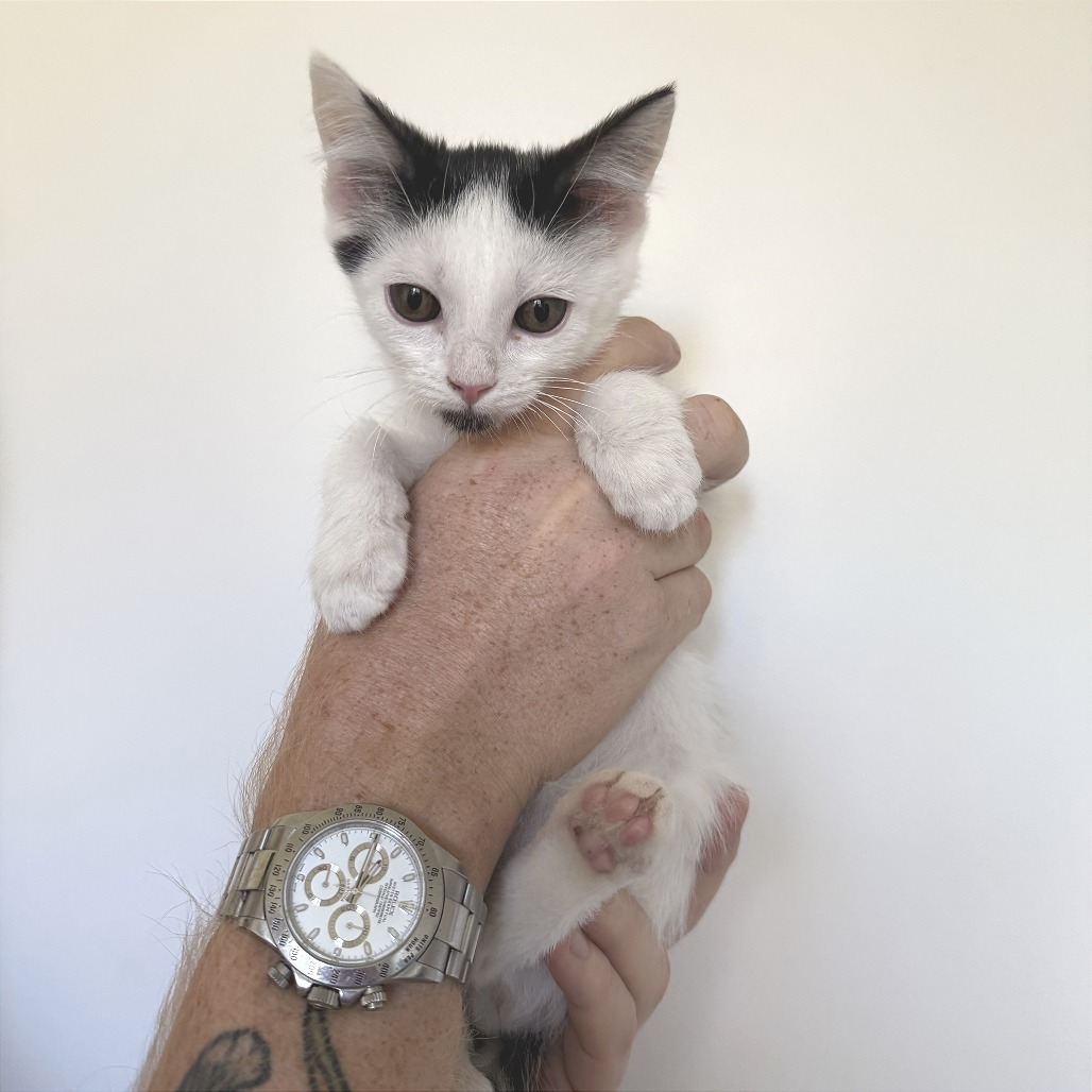 Parks, an adoptable Domestic Short Hair in Hailey, ID, 83333 | Photo Image 2