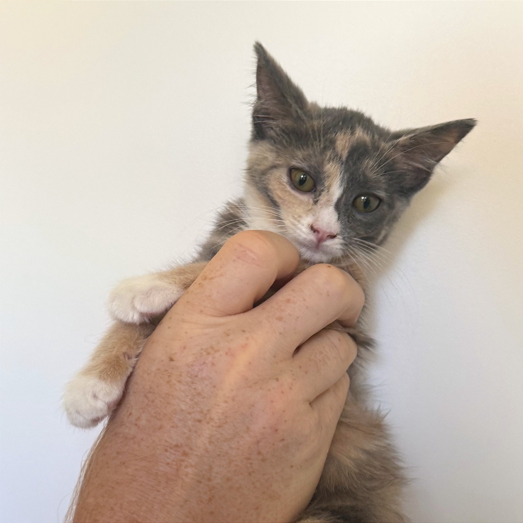 Ruth, an adoptable Domestic Short Hair in Hailey, ID, 83333 | Photo Image 1