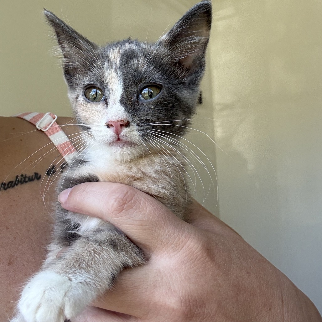 Ruth, an adoptable Domestic Short Hair in Hailey, ID, 83333 | Photo Image 2