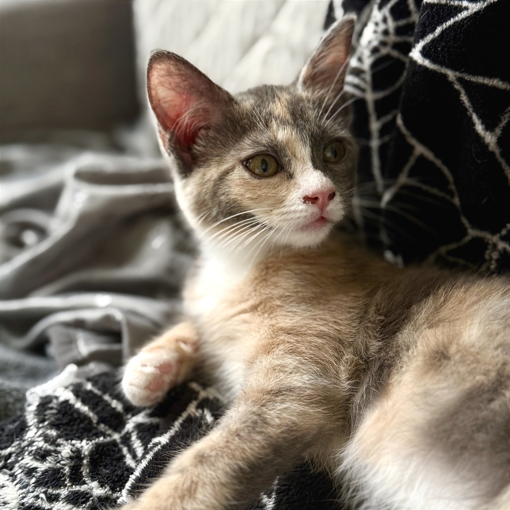 Ruth, an adoptable Domestic Short Hair in Hailey, ID, 83333 | Photo Image 3