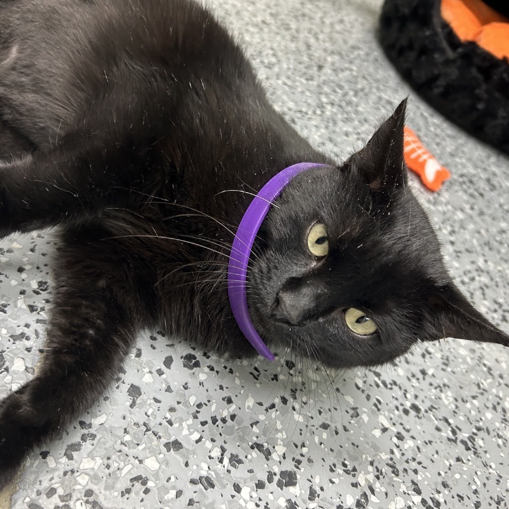 Modesta (Momma) 28162