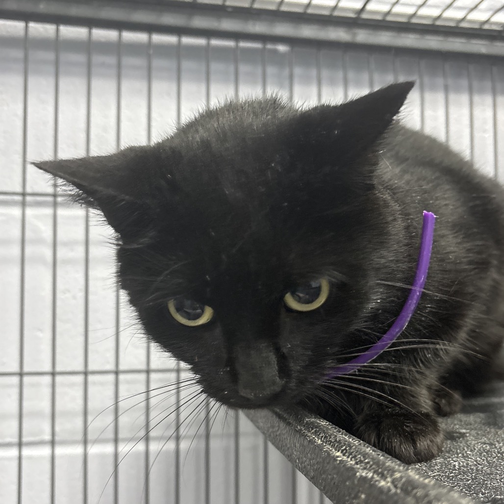 Modesta (Momma) 28162