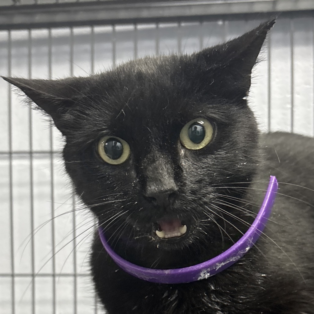 Modesta (Momma) 28162