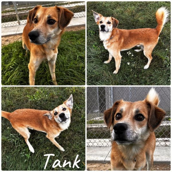 Tank