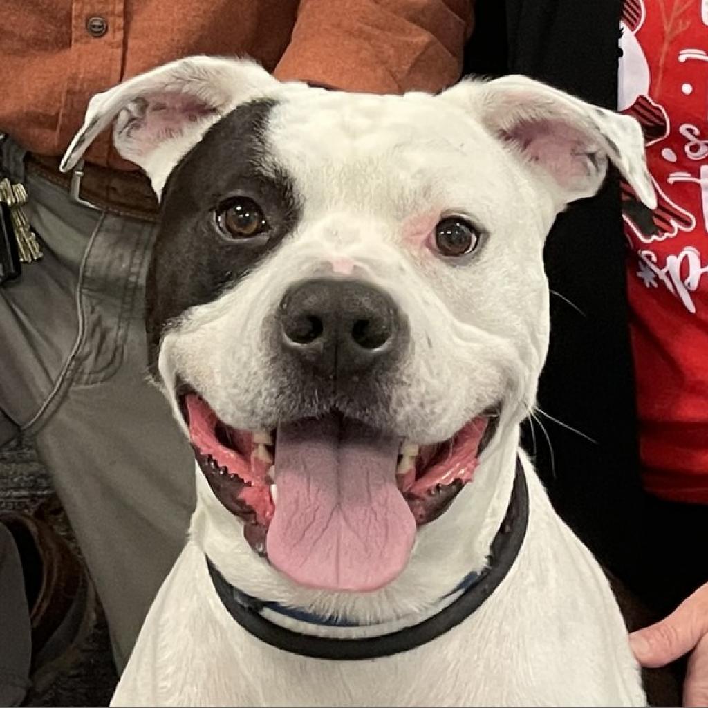 Chance 250893, an adoptable American Bulldog, Mixed Breed in Escanaba, MI, 49829 | Photo Image 4