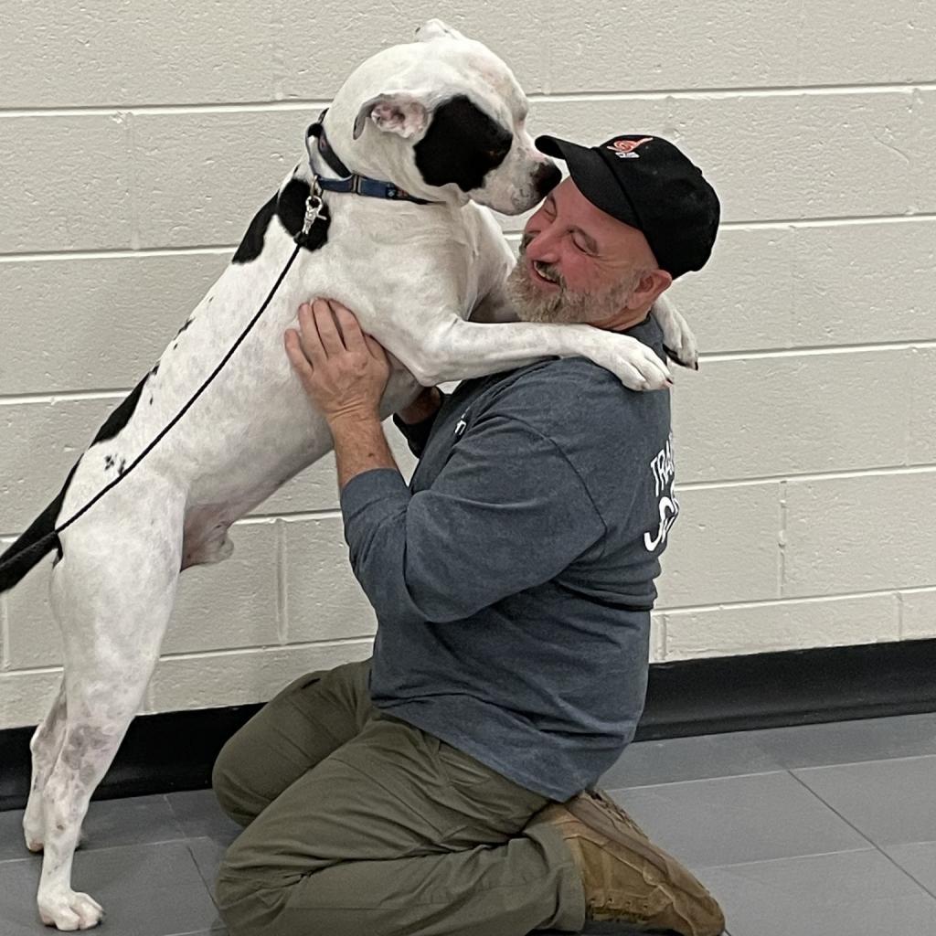 Chance 250893, an adoptable American Bulldog, Mixed Breed in Escanaba, MI, 49829 | Photo Image 5