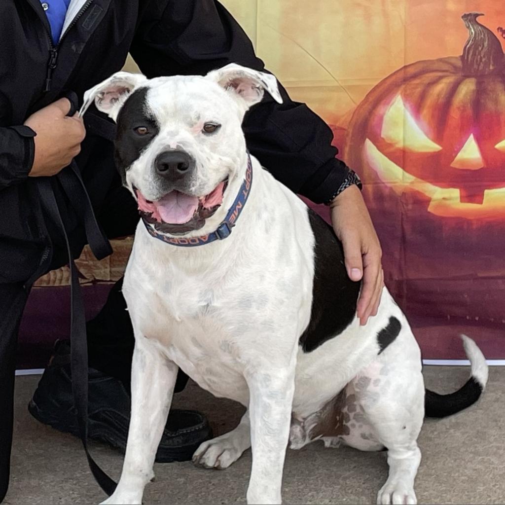 Chance 250893, an adoptable American Bulldog, Mixed Breed in Escanaba, MI, 49829 | Photo Image 6