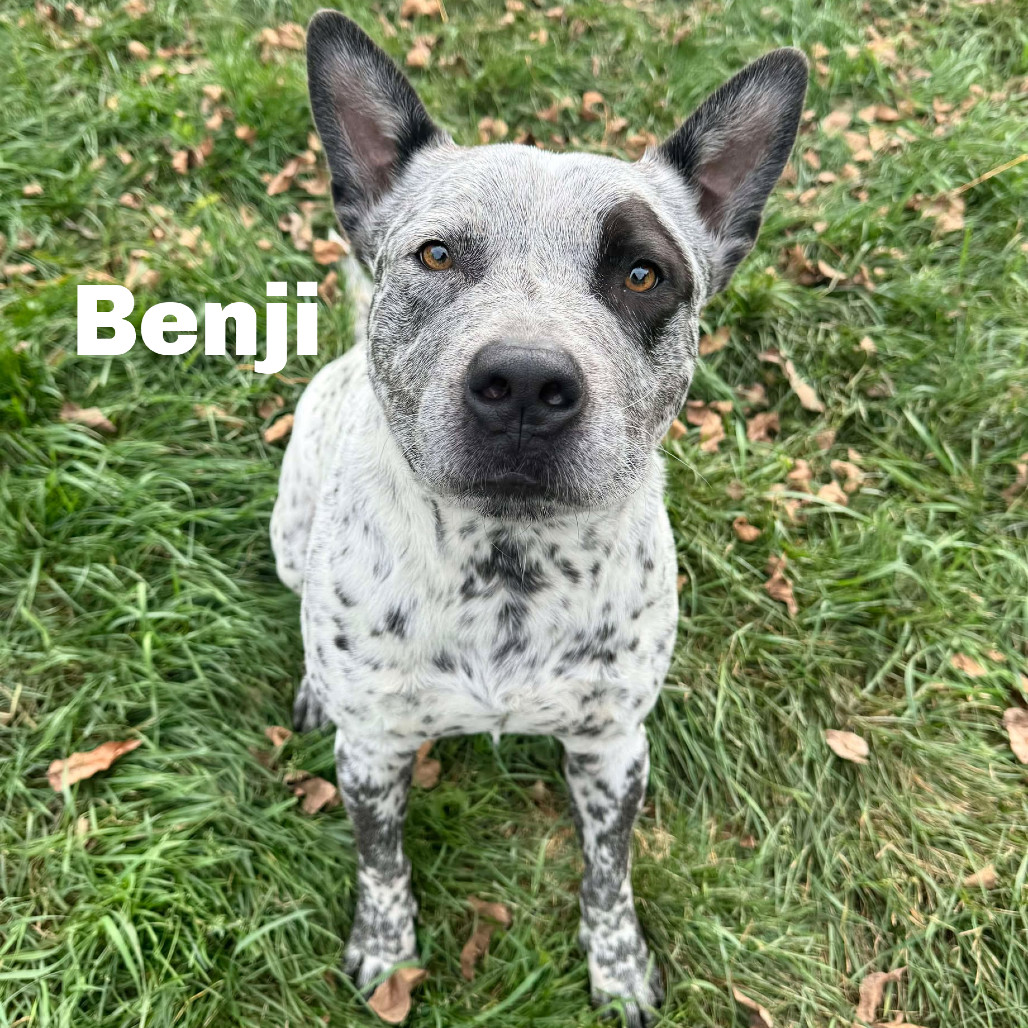 Benji 250877, an adoptable Mixed Breed in Escanaba, MI, 49829 | Photo Image 1