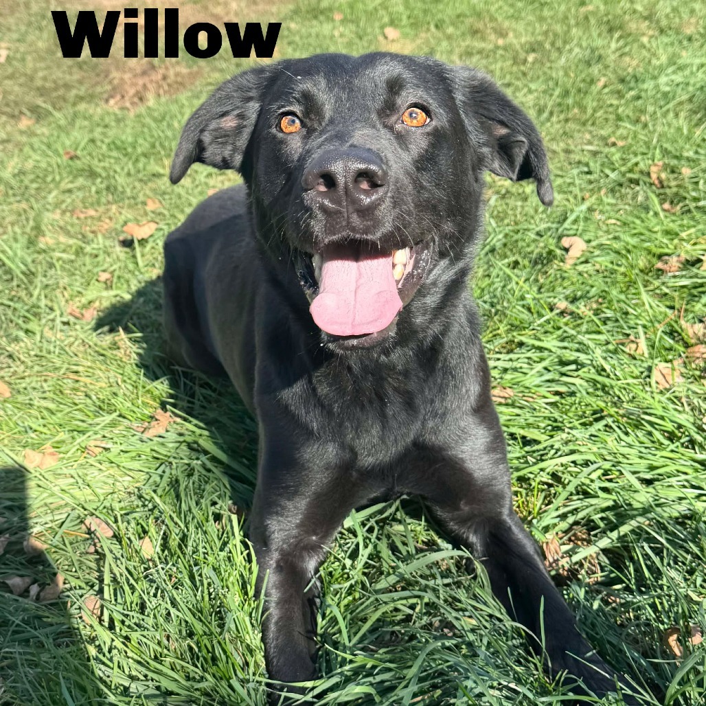 Willow 250924, an adoptable Mixed Breed in Escanaba, MI, 49829 | Photo Image 1