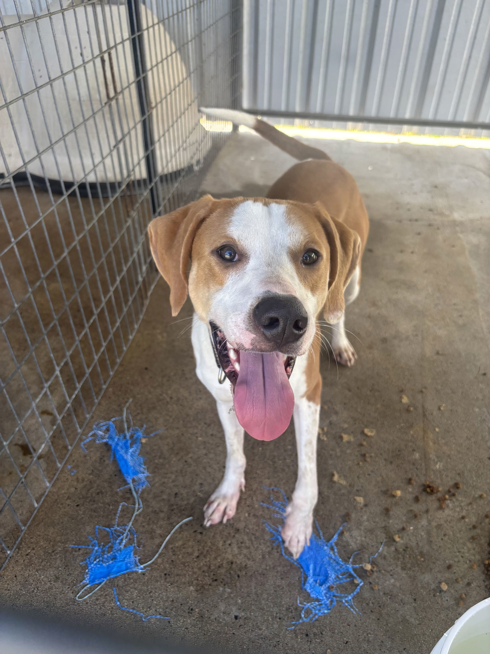 Lokey, an adoptable Treeing Walker Coonhound, Harrier in Waldron, AR, 72958 | Photo Image 1