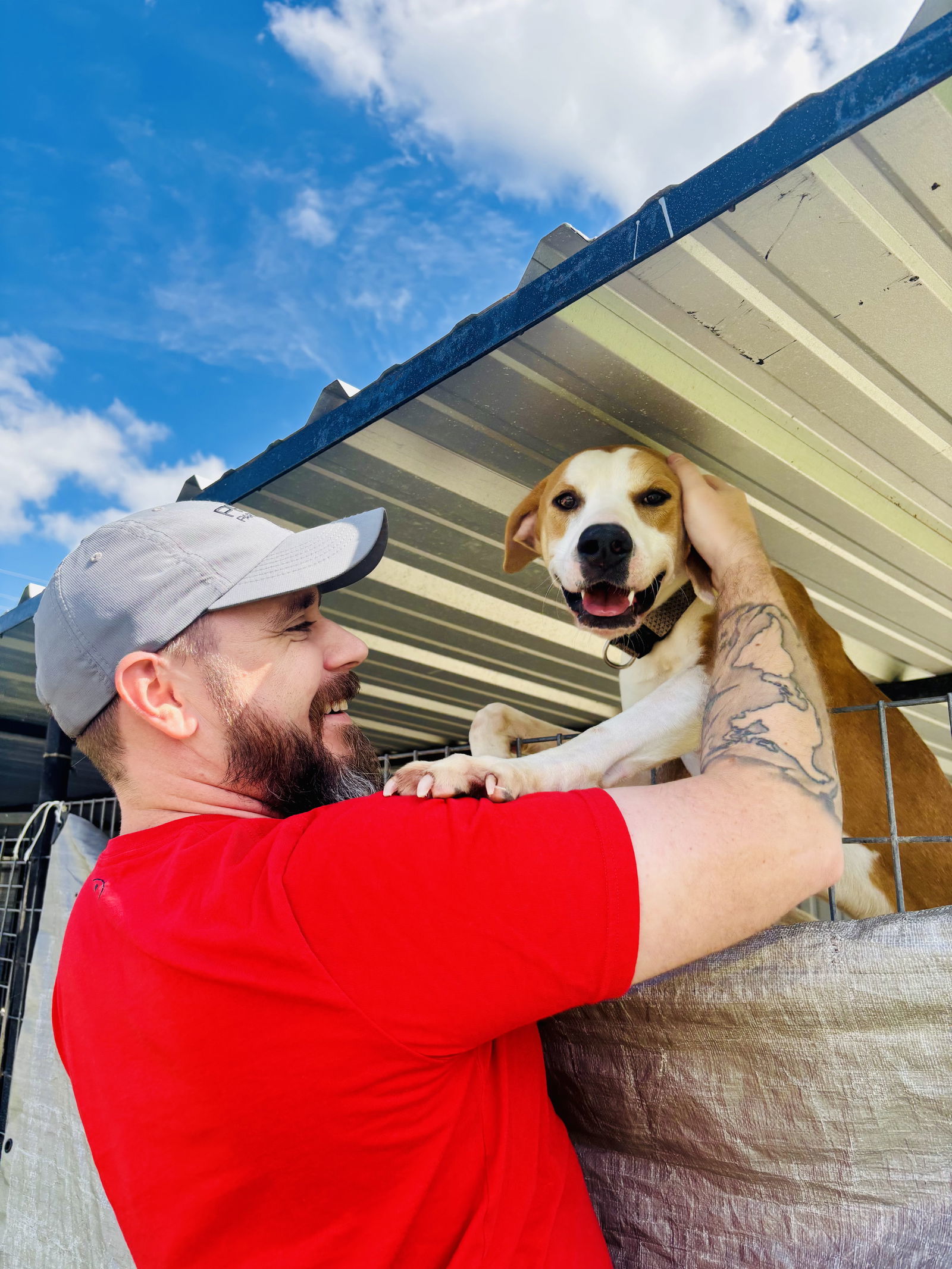 Lokey, an adoptable Treeing Walker Coonhound, Harrier in Waldron, AR, 72958 | Photo Image 2