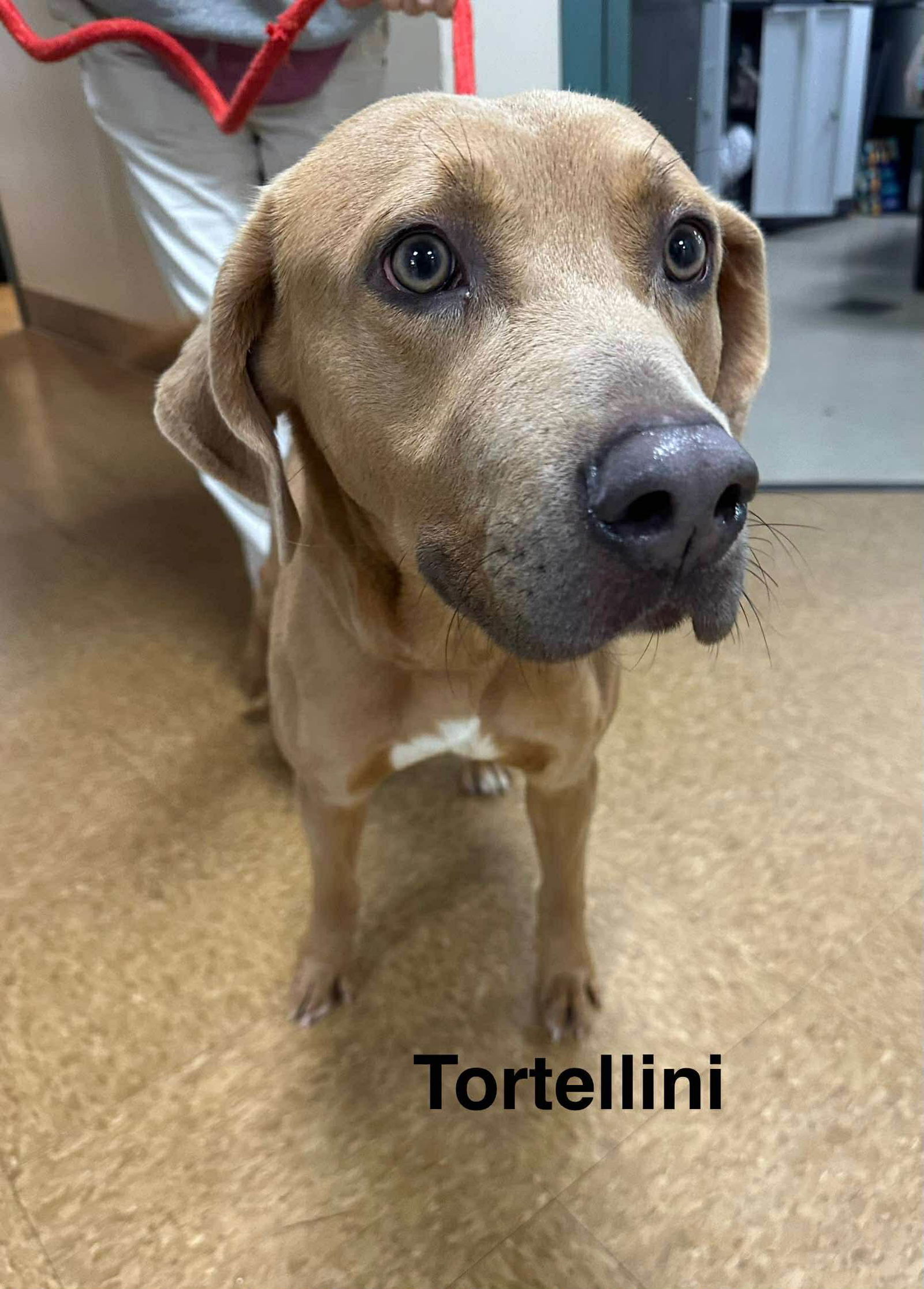 TORTELLINI
