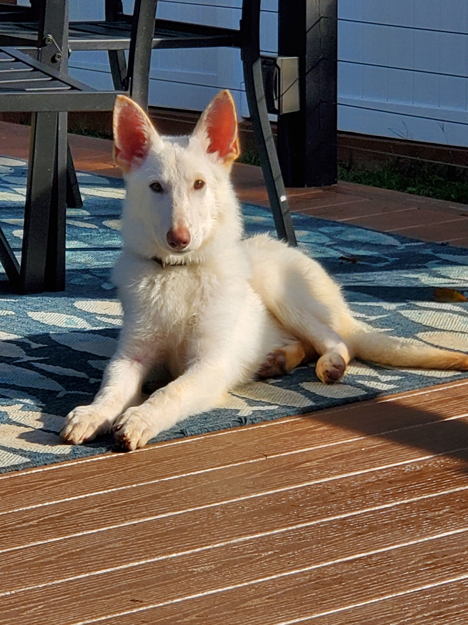 LUCAS (puppy)
