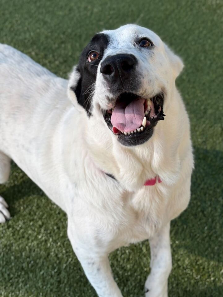 NALA