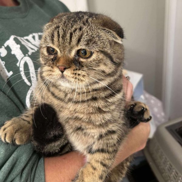 Gabriella thumbnail 3