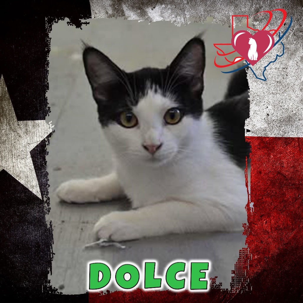 Dolce/Bahama Brittany, an adoptable Domestic Short Hair in Kingman, AZ, 86401 | Photo Image 1
