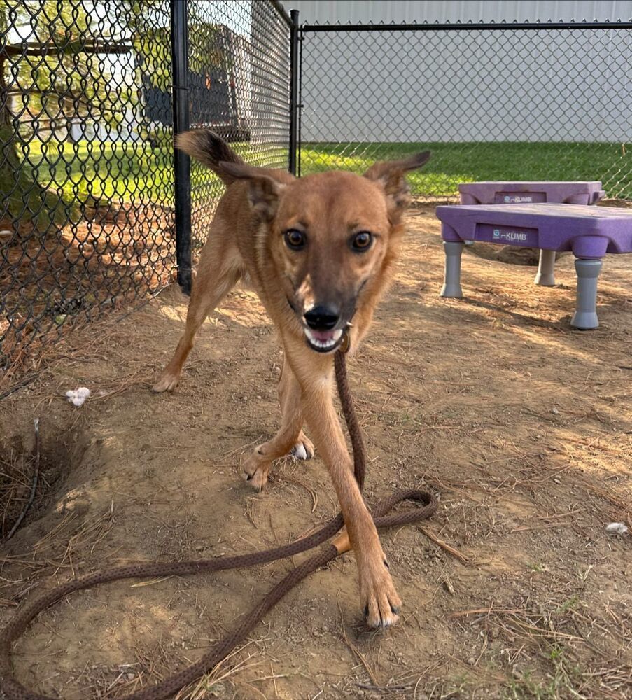 Bo, an adoptable Spitz, Australian Shepherd in Evansville, IN, 47715 | Photo Image 1