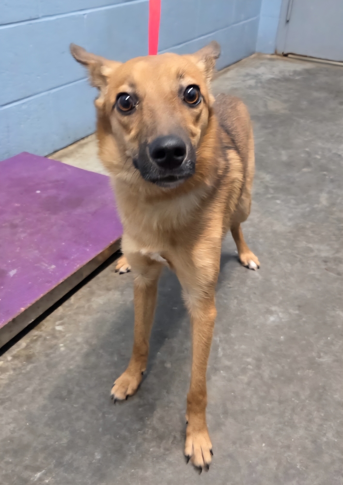Bo, an adoptable Spitz, Australian Shepherd in Evansville, IN, 47715 | Photo Image 2