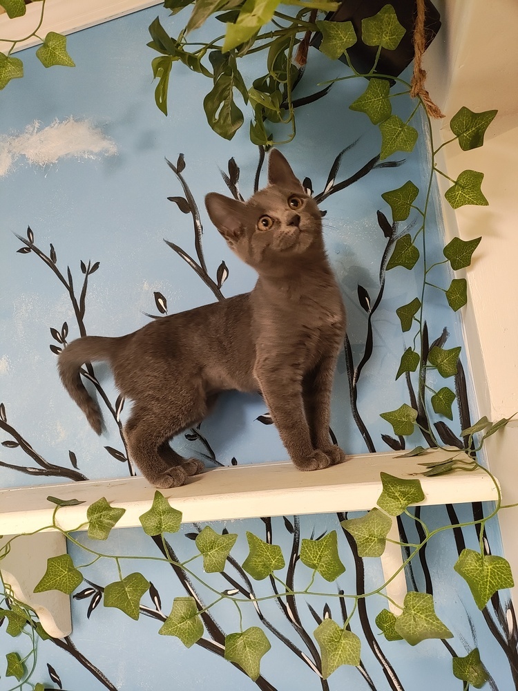 Anna (Bonded to Cleto)