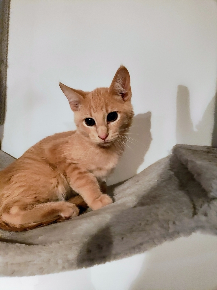 Cleto (Bonded to Anna)