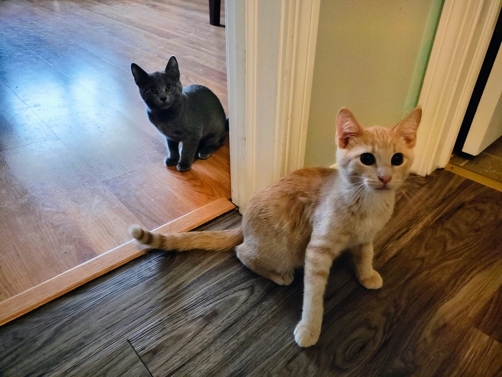 Cleto (Bonded to Anna)