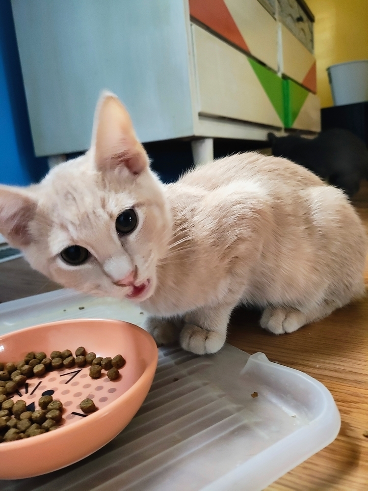 Cleto (Bonded to Anna)