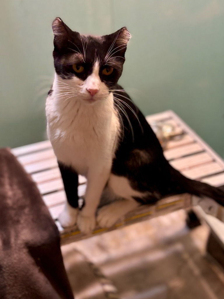 Lilly, an adoptable Domestic Short Hair in Gillette, WY, 82716 | Photo Image 1