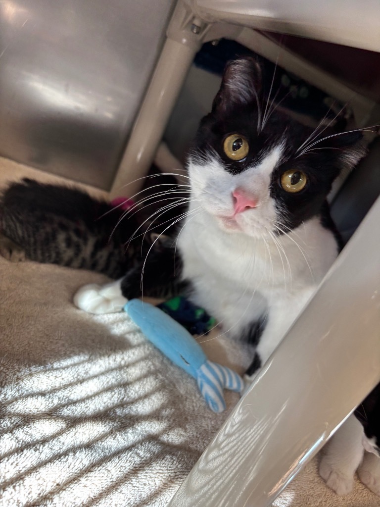 Lilly, an adoptable Domestic Short Hair in Gillette, WY, 82716 | Photo Image 2