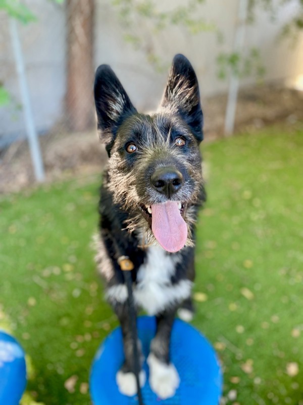 Flynn