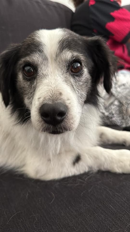 Gary, an adoptable Cavalier King Charles Spaniel, Papillon in Discovery Bay, CA, 94505 | Photo Image 3