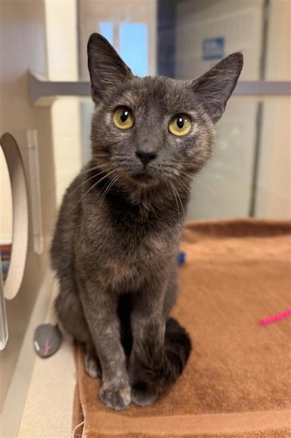 Silk Moth, an adoptable Domestic Short Hair in Hutchinson, KS, 67504 | Photo Image 2