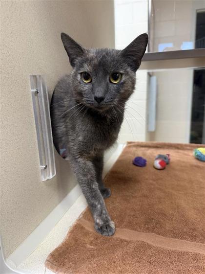Silk Moth, an adoptable Domestic Short Hair in Hutchinson, KS, 67504 | Photo Image 3