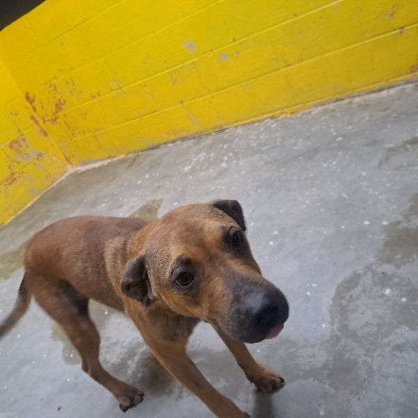 Huckleberry thumbnail 2