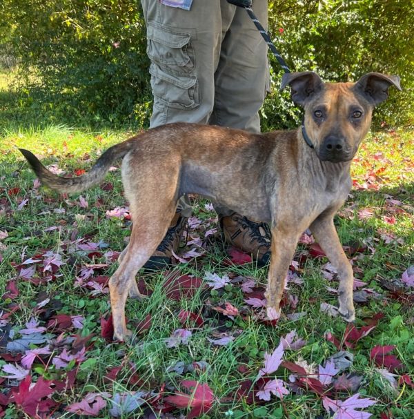 Huckleberry thumbnail 3