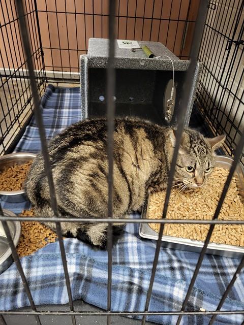 GIR, an adoptable Domestic Short Hair in Casper, WY, 82601 | Photo Image 1