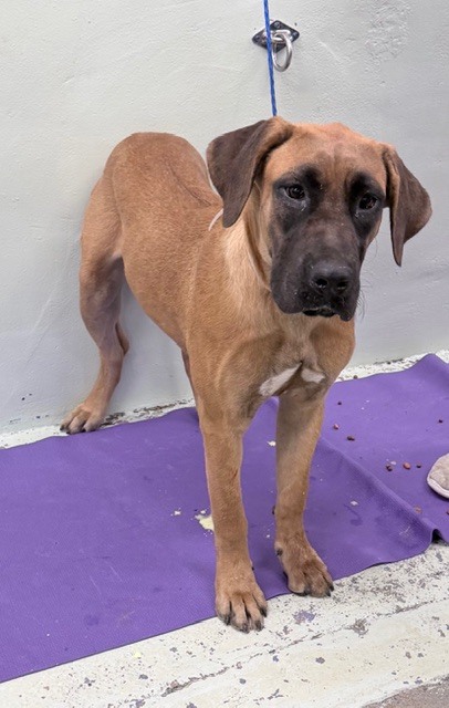 CERSEI, an adoptable Boerboel, Mixed Breed in Houston, TX, 77026 | Photo Image 1