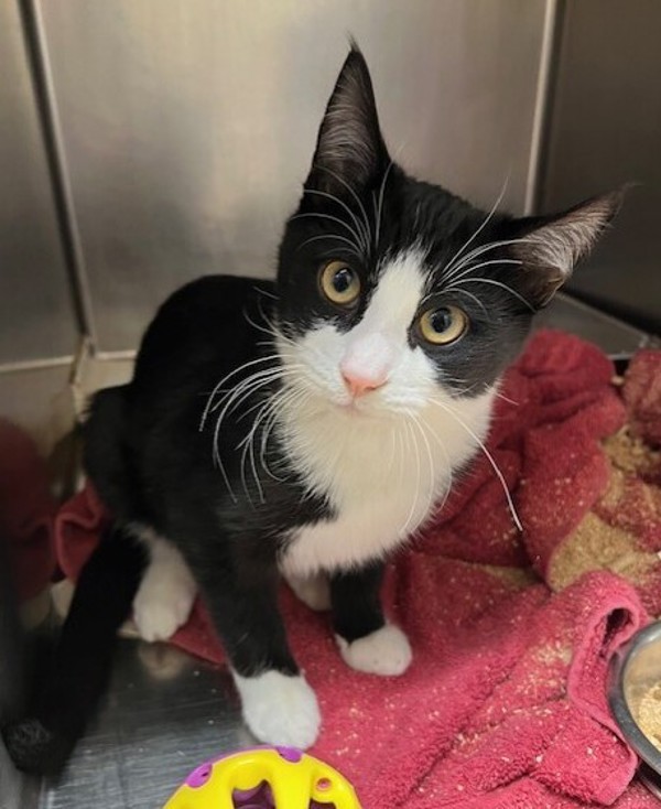 Sam, an adoptable Domestic Short Hair in Great Falls, MT, 59405 | Photo Image 1
