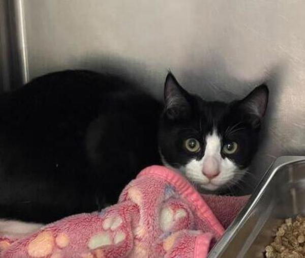 Sam, an adoptable Domestic Short Hair in Great Falls, MT, 59405 | Photo Image 2