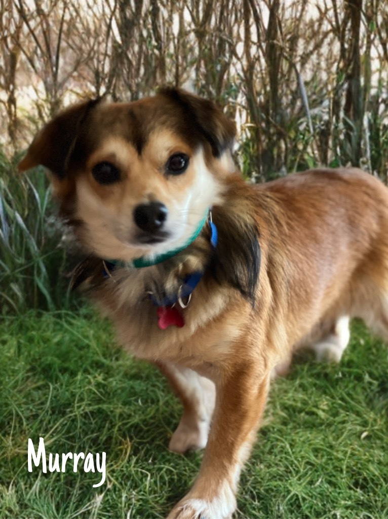 Murray, an adoptable Papillon, Mixed Breed in Dalton, GA, 30721 | Photo Image 1