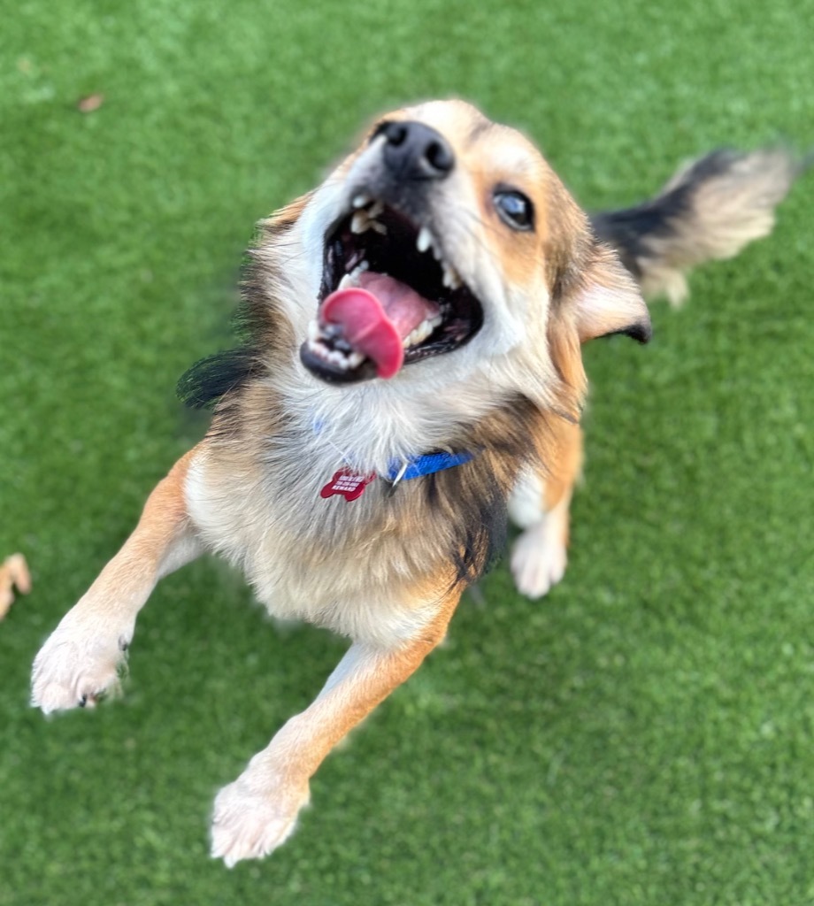 Murray, an adoptable Papillon, Mixed Breed in Dalton, GA, 30721 | Photo Image 3